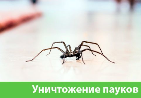 Избавиться от пауков в городе Новоуральск