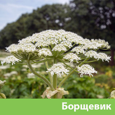 Борщевик в Новоуральске