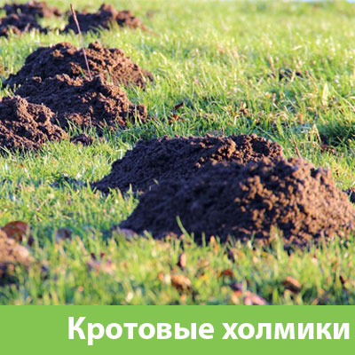 Кроты на участке в Новоуральске