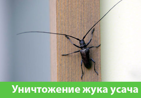 Обработка от жука усача в городе Новоуральск
