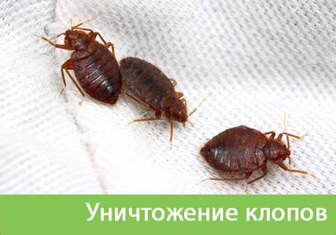 Уничтожение клопов в городе Новоуральск