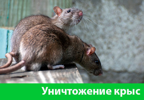 Уничтожение крыс в городе Новоуральск