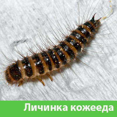 Личинка Кожееда в Новоуральске
