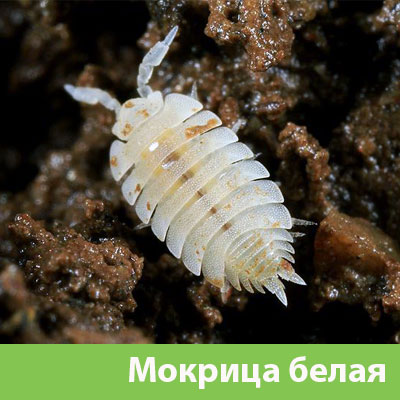 Мокрица в Новоуральске фото