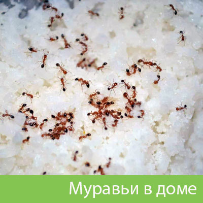 Муравьи в доме в Новоуральске