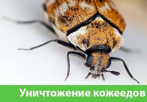 Обработка от кожееда в городе Новоуральск 