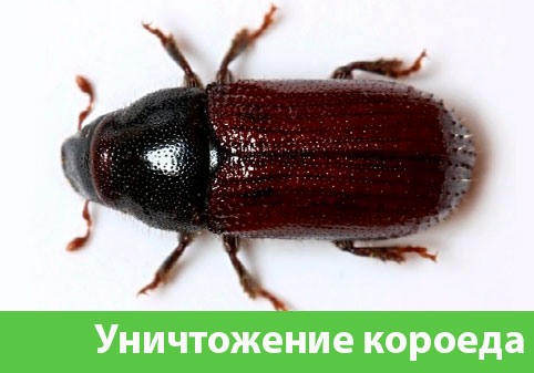 Обработка от короеда в городе Новоуральск