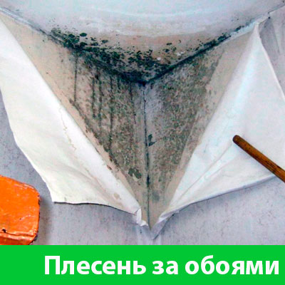 Удаление плесени в Новоуральске
