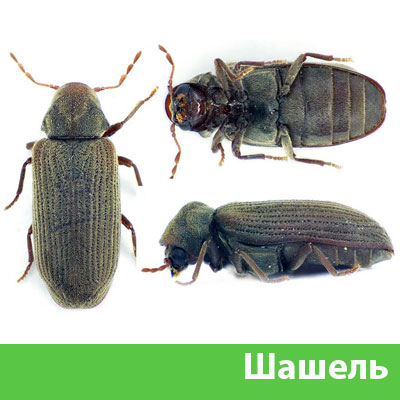 Обработка от шашеля в городе Новоуральск
