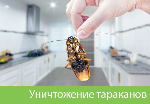 Уничтожение тараканов в городе Новоуральск