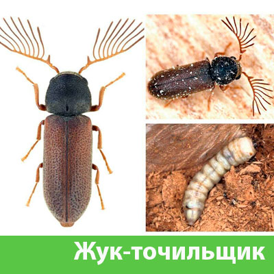 Уничтожение точильщика и личинок в Новоуральске