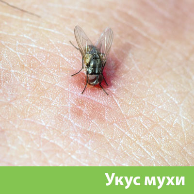 Уничтожение мух в Новоуральске