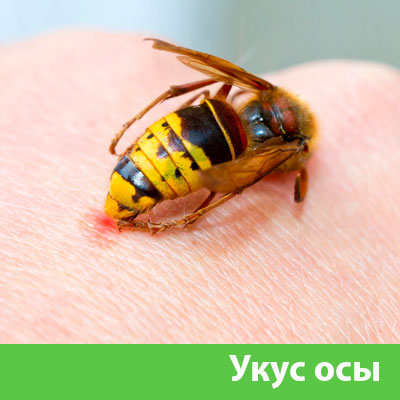 Профессиональное уничтожение ос и шершней в Новоуральске