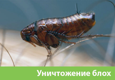 Уничтожение блох в городе Новоуральск