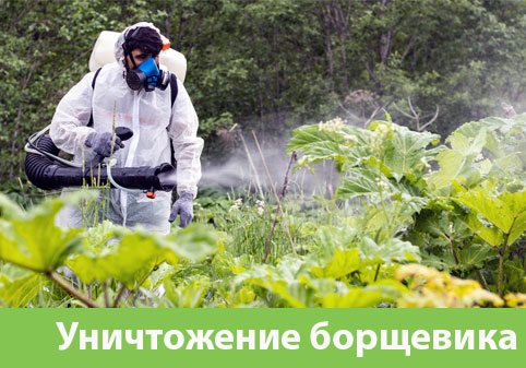 Уничтожение Борщевика в городе Новоуральск