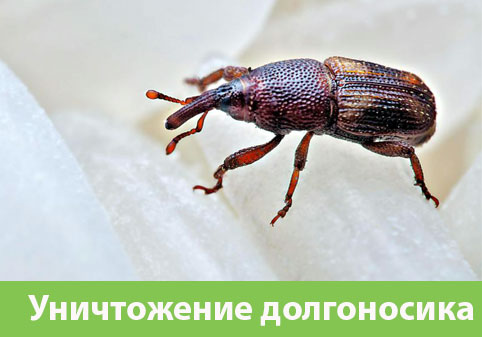 Уничтожение долгоносиков в городе Новоуральск