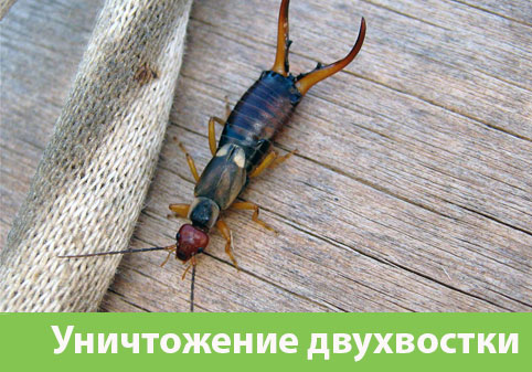 Уничтожение двухвостки в городе Новоуральск