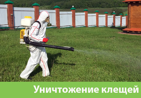 Уничтожение клещей в городе Новоуральск