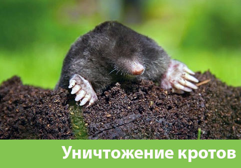 Уничтожение кротов в городе Новоуральск