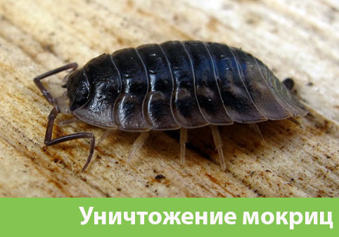 Мокрицы в квартире в городе Новоуральск