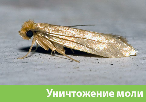 Уничтожение моли в городе Новоуральск 