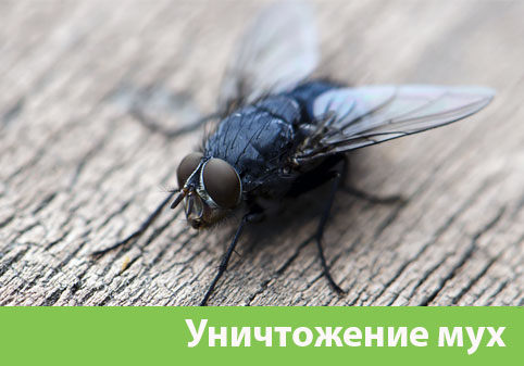 Уничтожение мух в городе Новоуральск