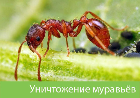 Уничтожение муравьёв в городе Новоуральск