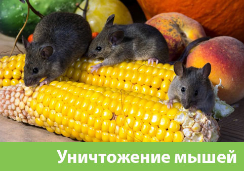 Уничтожение мышей в Новоуральске