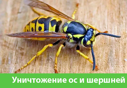 Уничтожение ос и шершней в городе Новоуральск