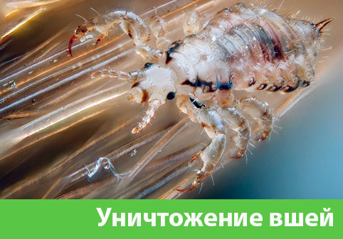 Уничтожение вшей в городе Новоуральск